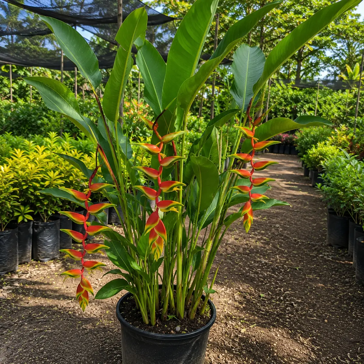 Heliconia grown at NVK Nursery