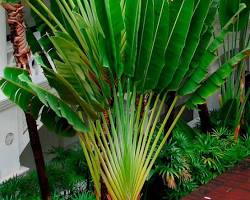 Traveller's Palm grown at NVK Nursery