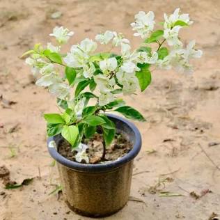 Bougainvillea grown at NVK Nursery