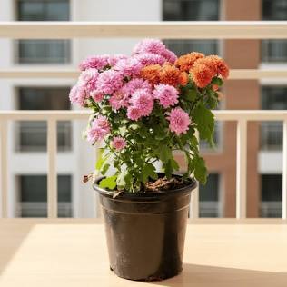 Chrysanthemum grown at NVK Nursery