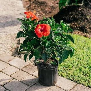 Hibiscus grown at NVK Nursery