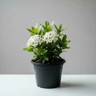 Ixora grown at NVK Nursery