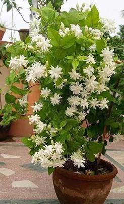 Jasmine (Mogra) grown at NVK Nursery