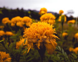Marigold grown at NVK Nursery