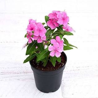 Periwinkle (Sadabahar) grown at NVK Nursery