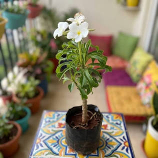 Plumeria (Frangipani) grown at NVK Nursery