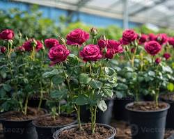 Rose grown at NVK Nursery