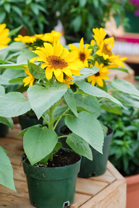 Sunflower grown at NVK Nursery