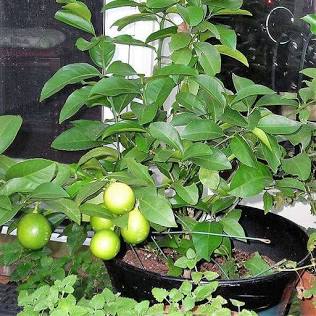 Lemon grown at NVK Nursery