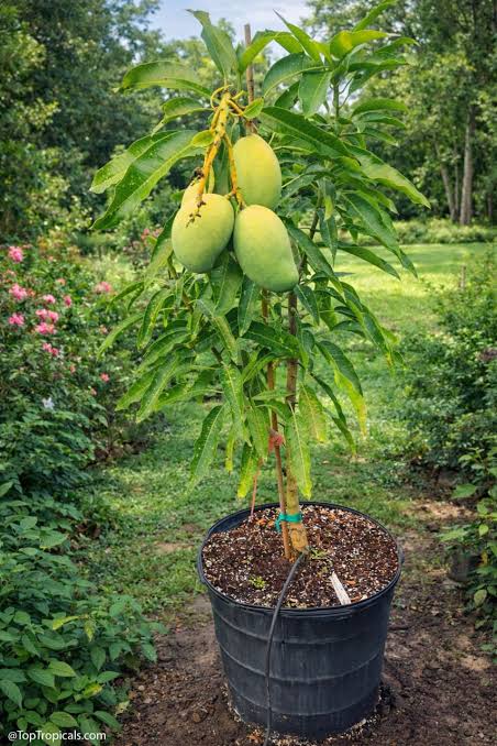 Mango grown at NVK Nursery