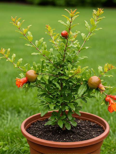 Pomegranate grown at NVK Nursery