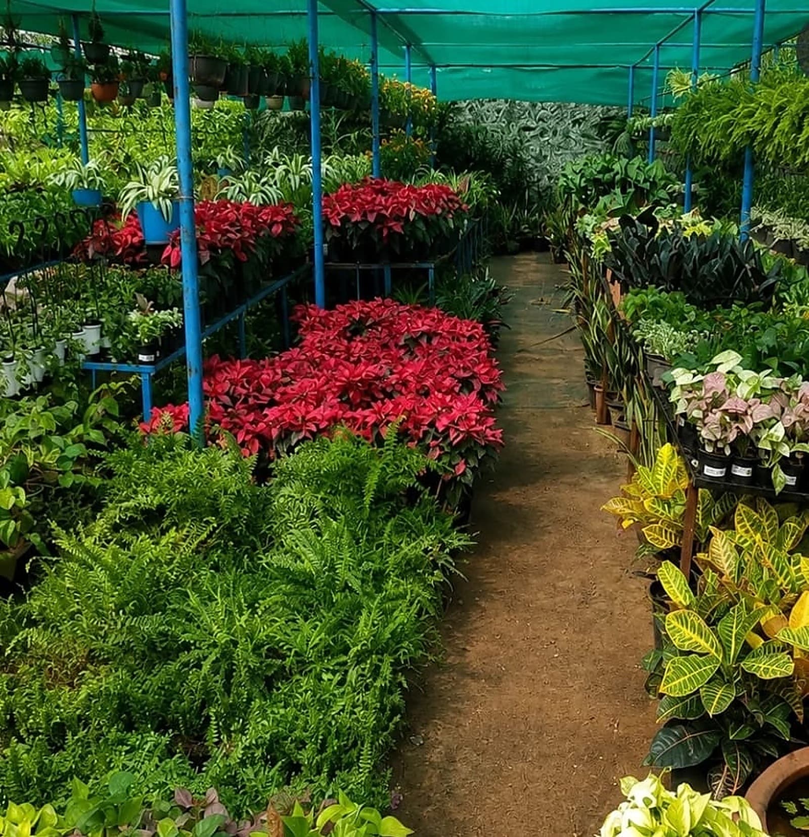 Plants in the nursery beds