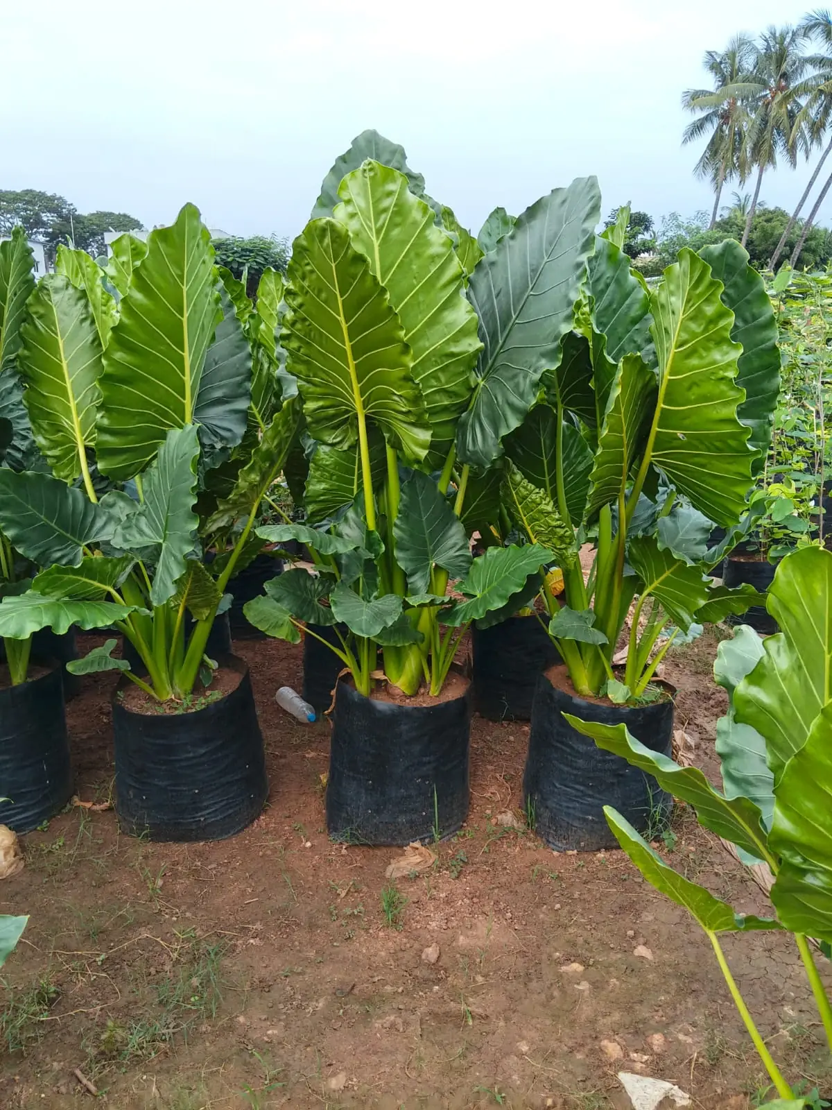 Giant Alocasia grown at NVK Nursery