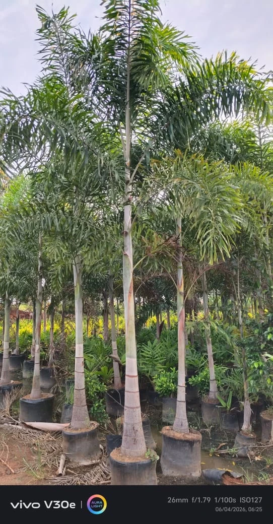 Foxtail Palm grown at NVK Nursery