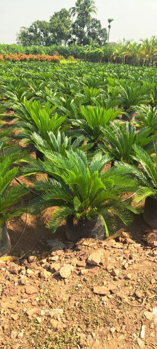 Sago Palm grown at NVK Nursery